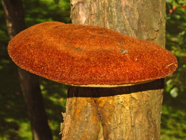 Un carpoforo da Praga (Inonotus hispidus)